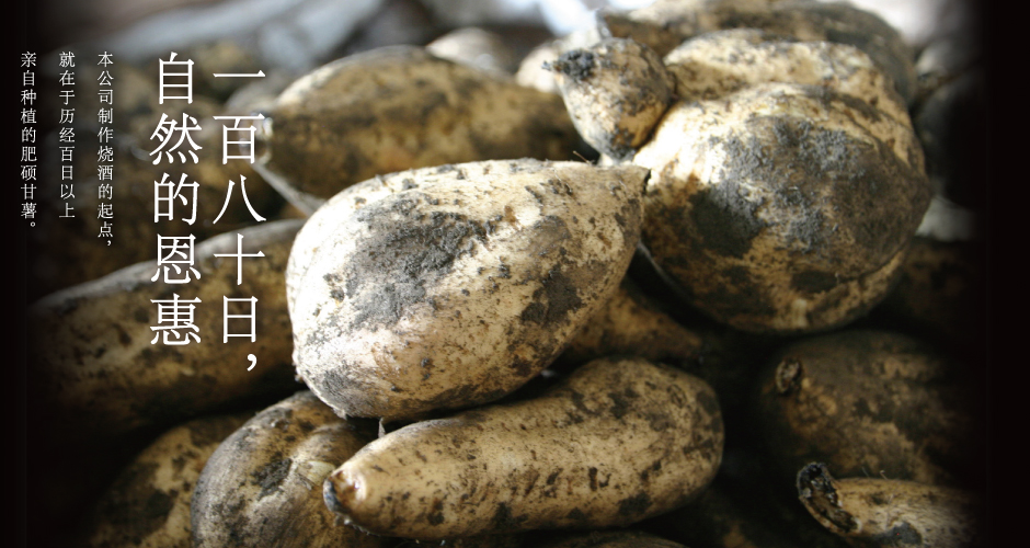 一百八十日，自然的恩惠 本公司制作烧酒的起点，就在于历经百日以上亲自种植的肥硕甘薯。
